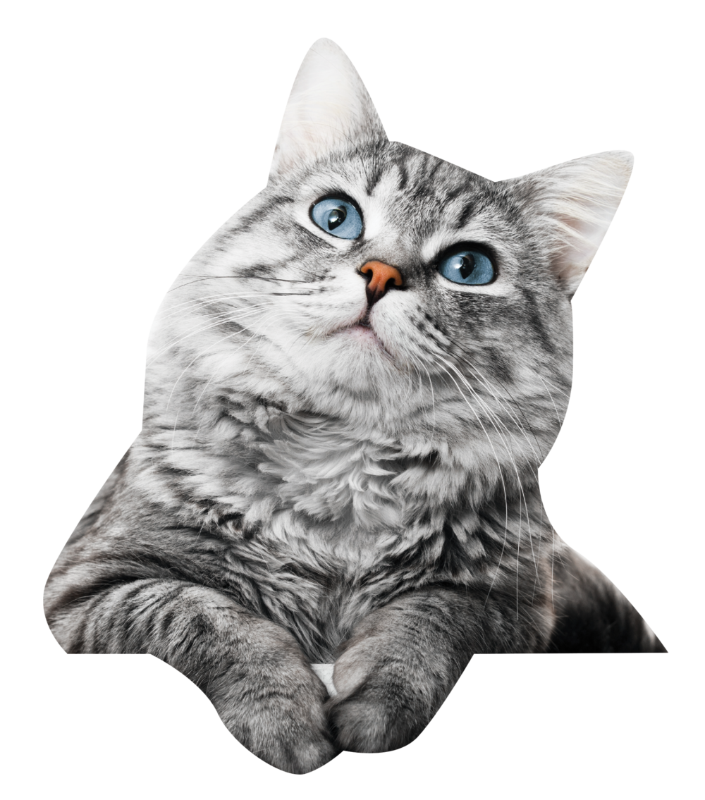 Forest Hill Apartments Bloomfield NJ Apartments for Rent